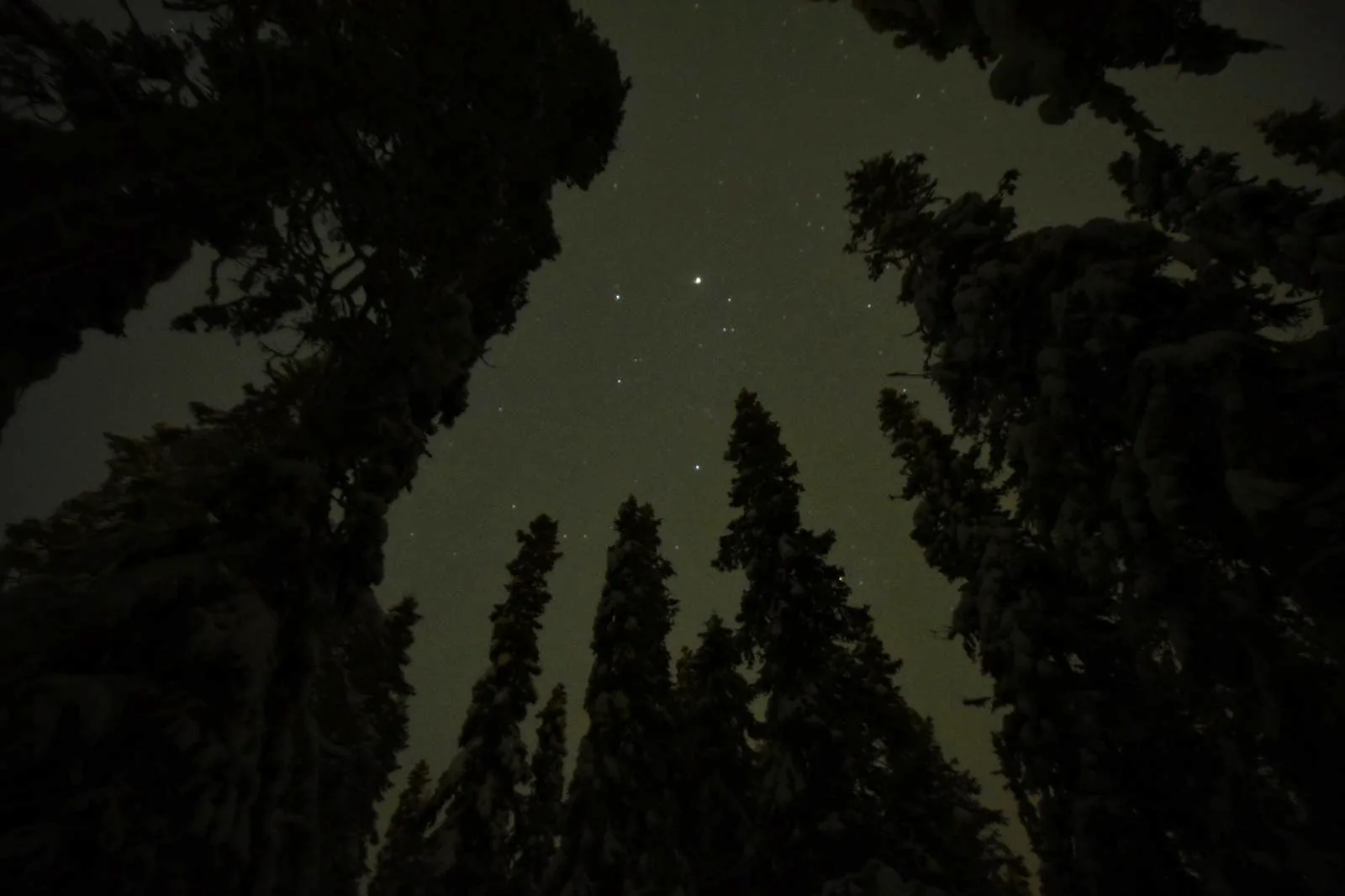 Starry night sky above snow-covered spruces in Lapland